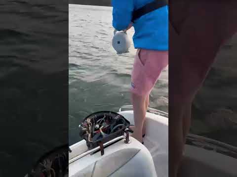 Agning og setting av Snurresniken